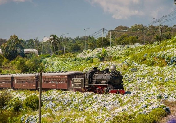 Passeio de Trem em Gramado