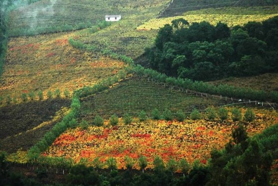 Tour Uva e Vinho em Promoção
