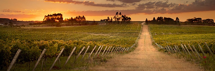 5 vinícolas imperdíveis nos vinhedos