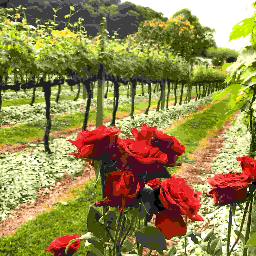 O melhor Tour Uva e Vinho em Gramado