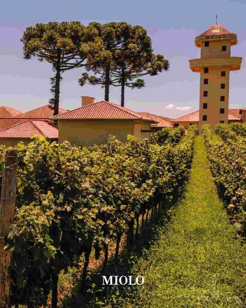 O melhor Tour Uva e Vinho em Gramado